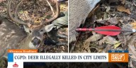 Cape Girardeau police investigating after deer illegally killed