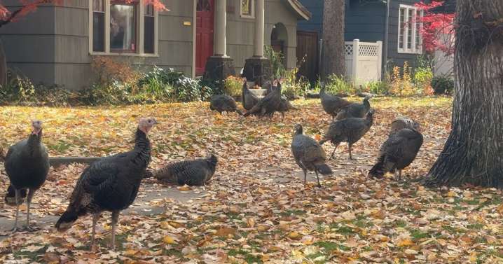 Wild turkeys turn Boise’s North End into their new roost
