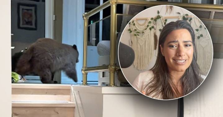 'Holy moly, there's a bear in my house': Black bear breaks into Boulder home twice in one night