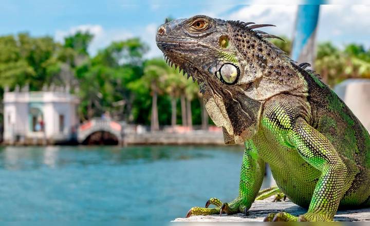 Florida se prepara para recibir un frente frío en noviembre que provocaría la curiosa “lluvia” de iguanas