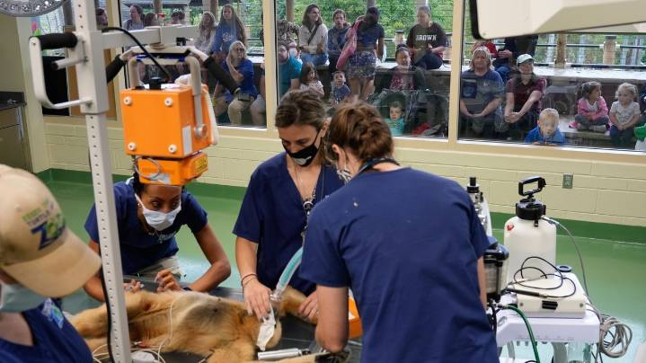 Visitors to a New Jersey zoo get to watch veterinarians treat the animals