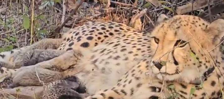 Indian-born cheetah Mukhi gives birth to five cubs at Kuno National Park