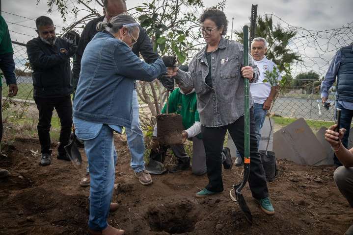 Ahora en Rosarito puedes solicitar árboles gratis para reforestar tu colonia