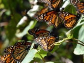 Un chip y 4 mil kilómetros: así es el proyecto que monitorea las mariposas monarca