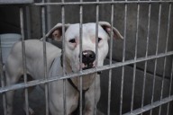 Ron DeSantis propone medidas para reforzar la protección de los perros en Florida