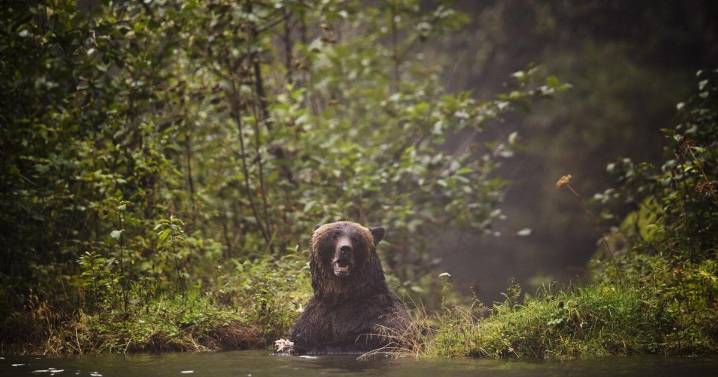 Search continues for grizzly that attacked students, teachers at B.C. trail