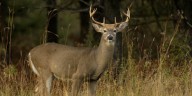 Ohio reduces deer hunting limits in several counties for 2025