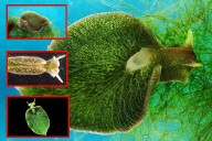 La babosa que hace fotosíntesis: el asombroso caso del Elysia chlorotica