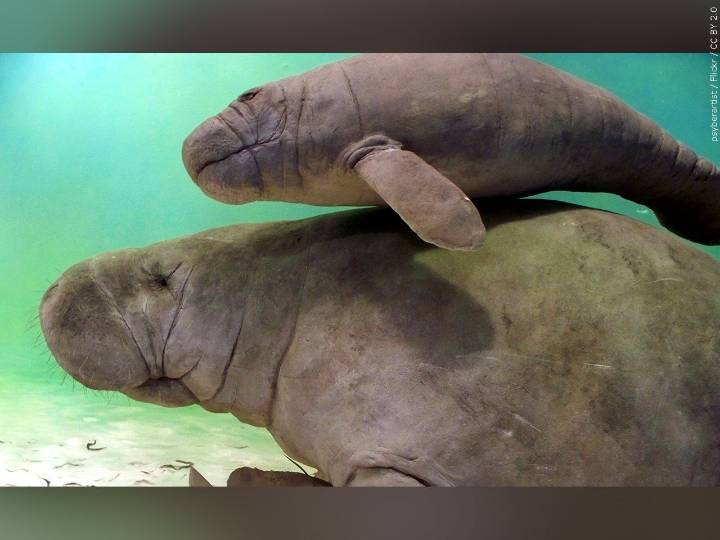 Trump administration revives rollbacks of species protections from first term