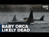 Orca calf J-64 likely dead, Center for Whale Research to monitor future encounters