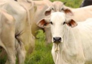 Última innovación en México indicada para prevenir y tratar el gusano barrenador 