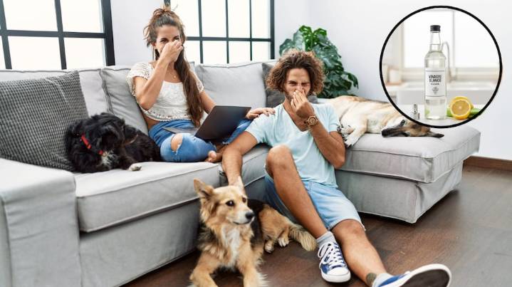 El truco con vinagre para eliminar el olor a perro de tu casa de forma natural