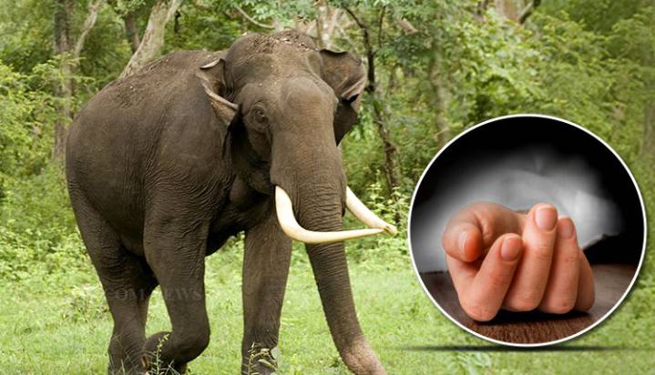 Man Trampled To Death By Wild Elephants In Sundargarh