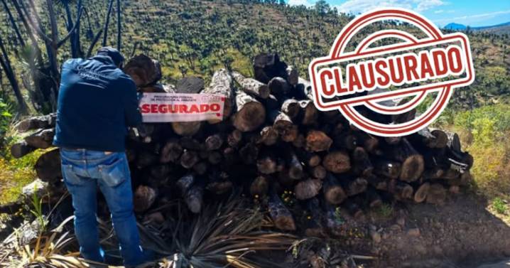 Profepa decomisa más de 4 toneladas de palma y clausura predio en Tlaxcala por explotación ilegal de recursos forestales