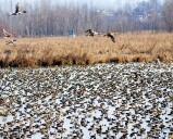 Over One Million Migratory Birds Arrive in Kashmir Wetlands