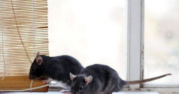 Rats and mice will not enter your home or garage if you use 1 popular ingredient