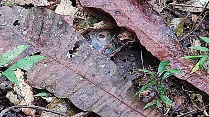 Campesino perdió un pie tras pisar mina antipersonal en Urrao, Antioquia