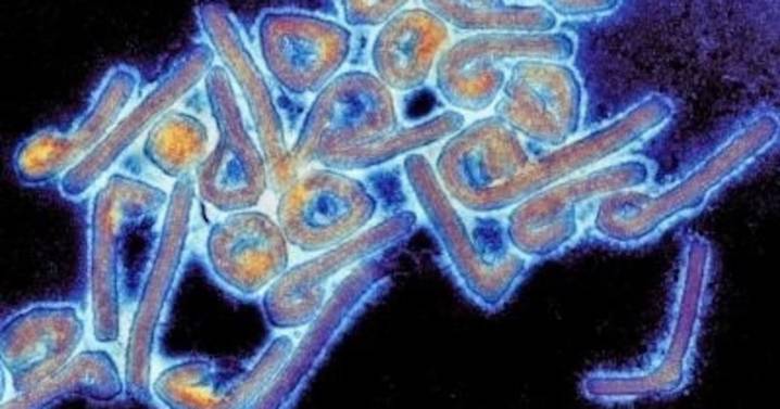 La OMS confirma un brote potencialmente letal del virus de Marburgo en Etiopía