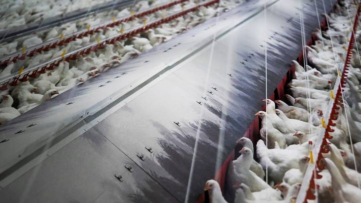 La gripe aviar, un problema de salud grave para las aves