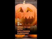 What to do with Halloween pumpkins?
