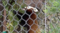 Happy Hollow Park & Zoo welcomes red panda ‘Twix’
