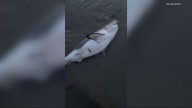 Beached shark rescued by Oregon woman: 'He still had life to live'