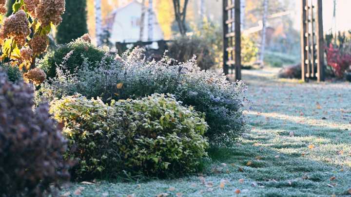 The Evergreen Shrub That Brings Color And Beauty To A Snowy Winter Garden