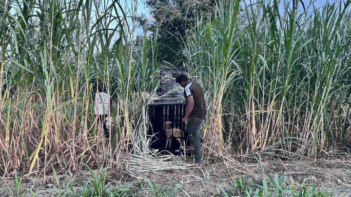 In Maharashtra’s sugarcane belt, spurt of leopard killings has villagers living with terror, loss & anger