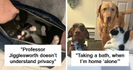 101 Times People Got A Pet And Had To Say Goodbye To Personal Space (New Pics)