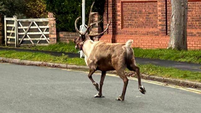 Reindeer dashes from Christmas parade to charge through town