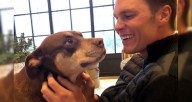 Tom Brady clona a su perra fallecida y sorprende a todos
