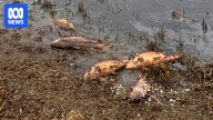 EPA investigating after hundreds of fish found dead in Victoria's Tarwin River