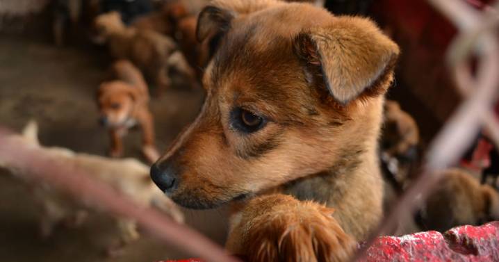 Refugio animal con más de 300 perros rescatados fue atacado a tiros en Estado de México