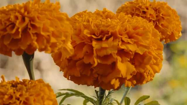 Family farm cultivates fields of flowers for Dia de los Muertos in Sacramento