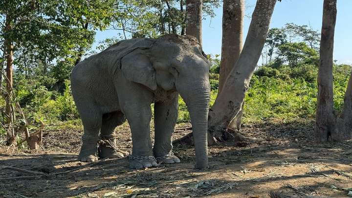 CITES flags Vantara’s 'exceptionally high' care standards after India visit