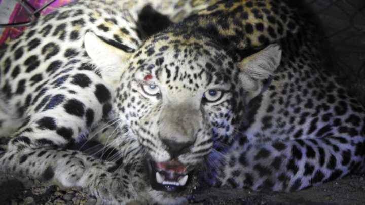 Leopard kills five-year-old girl in Chikkamagalur village; Big cat evades trap twice in Raichur village