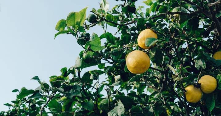Cómo hacer florecer un limonero en casa: el truco que pocos conocen y es usado por jardineros en primavera