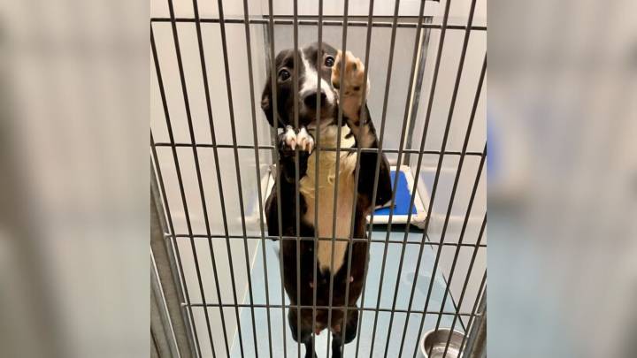 Texas Volunteer Haunted By Shelter Dog’s Pleading Eyes Returns Just In Time To Save Her Life