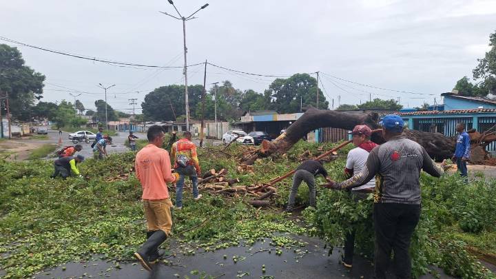 Restituyen el paso en la avenida España tras la caída de un árbol
