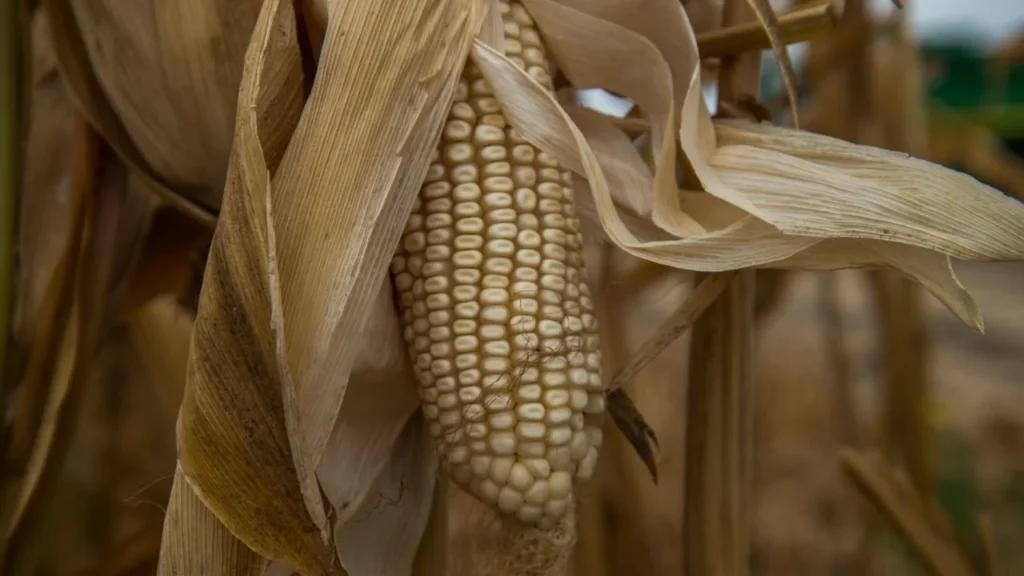 México dispara hasta 291% la importación del maíz blanco