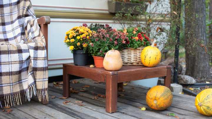 Tips That Help Your Store-Bought Mums Last All Through The Fall Season