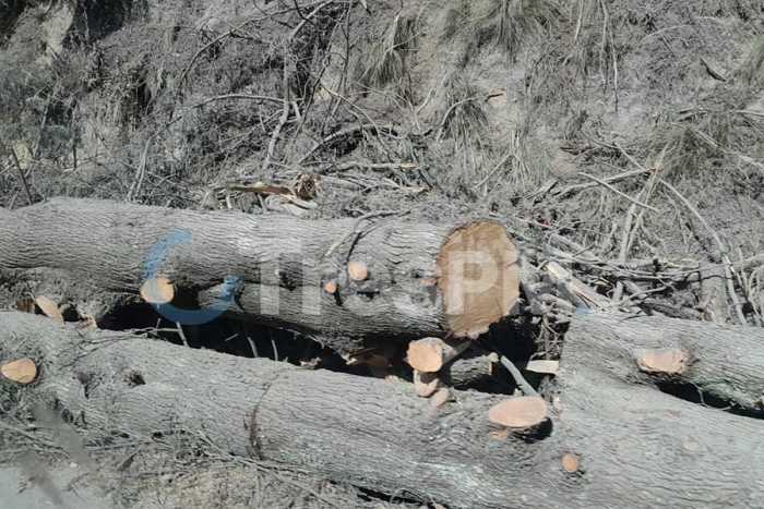 Obra en la Toluca–Altamirano arrasa con árboles y enciende alarma vecinal