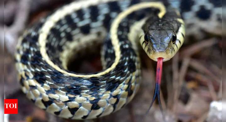 World without snakes! How eliminating them could trigger disease outbreaks and ecological collapse