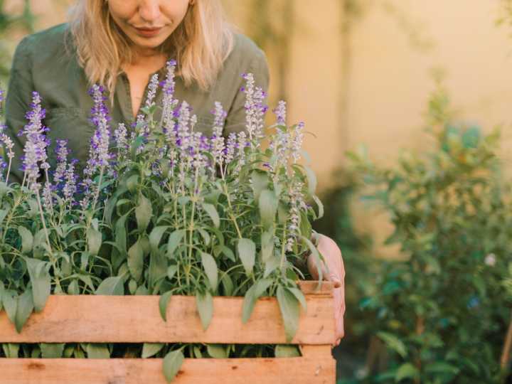 Cuáles son las propiedades curativas de la lavanda