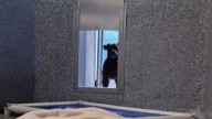 California Dog Returned To The Shelter Three Times Finally Reveals A Story No One Expected