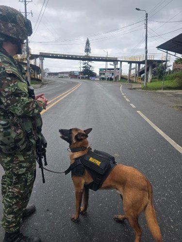 Ejército frustró acción terrorista en Cauca: dos cilindros iban a ser detonados en una vía principal