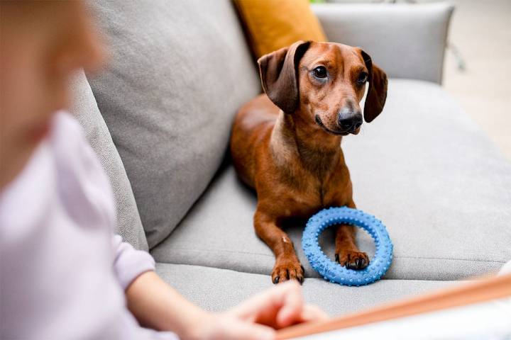 13 Dog Breeds That Guard Their Toys Like Treasure