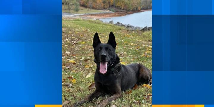 K9 helps Anderson County Sheriff’s Office find suspect in burglary case