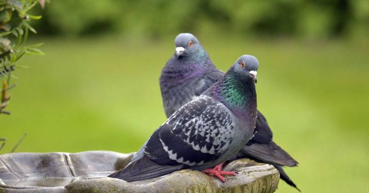 Pigeons will turn and fly away if one thing they hate is left in garden