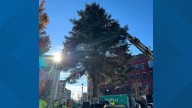 Bangor installs 38-foot spruce downtown for holiday season